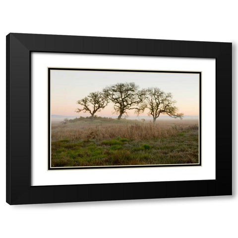 Oak Tree - 31 Black Modern Wood Framed Art Print with Double Matting by Blaustein, Alan