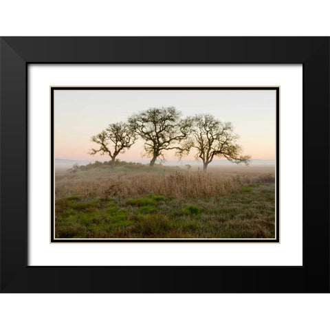 Oak Tree - 31 Black Modern Wood Framed Art Print with Double Matting by Blaustein, Alan
