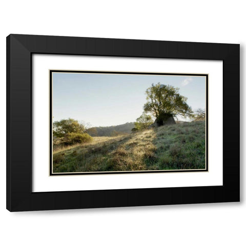 Oak Tree - 36 Black Modern Wood Framed Art Print with Double Matting by Blaustein, Alan