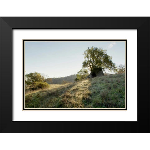 Oak Tree - 36 Black Modern Wood Framed Art Print with Double Matting by Blaustein, Alan