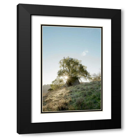 Oak Tree - 35 Black Modern Wood Framed Art Print with Double Matting by Blaustein, Alan