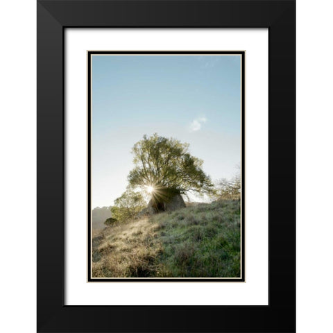 Oak Tree - 35 Black Modern Wood Framed Art Print with Double Matting by Blaustein, Alan