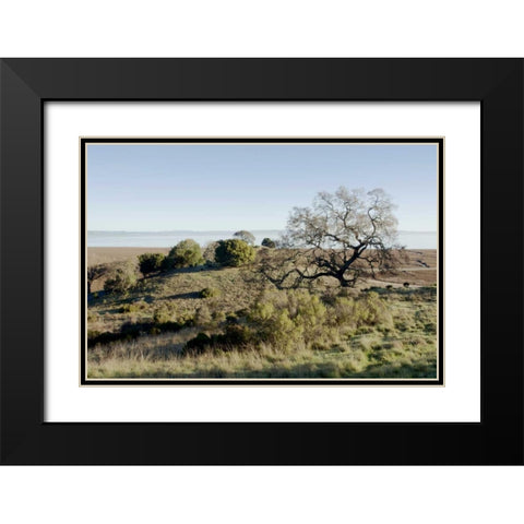 Oak Tree - 38 Black Modern Wood Framed Art Print with Double Matting by Blaustein, Alan