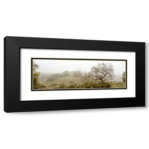 Oak Tree - 41 Black Modern Wood Framed Art Print with Double Matting by Blaustein, Alan
