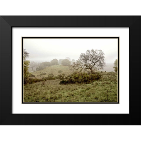 Oak Tree - 42 Black Modern Wood Framed Art Print with Double Matting by Blaustein, Alan