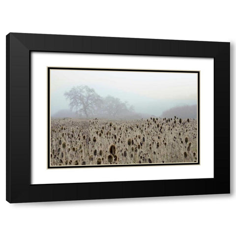 Oak Tree - 61 Black Modern Wood Framed Art Print with Double Matting by Blaustein, Alan