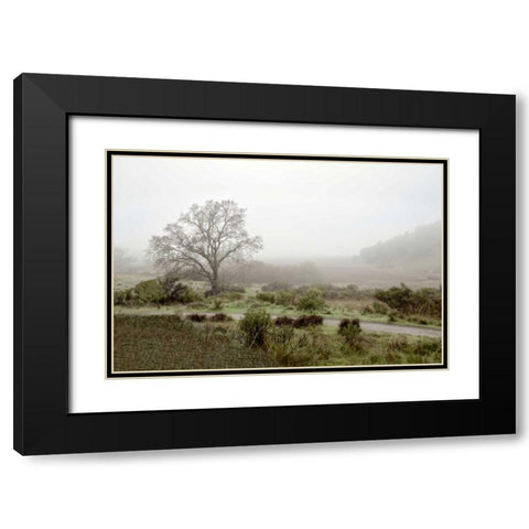 Oak Tree - 57 Black Modern Wood Framed Art Print with Double Matting by Blaustein, Alan