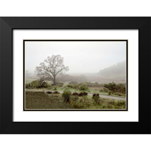 Oak Tree - 57 Black Modern Wood Framed Art Print with Double Matting by Blaustein, Alan