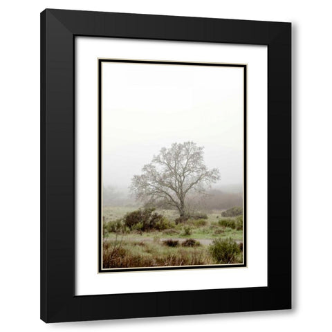 Oak Tree - 56 Black Modern Wood Framed Art Print with Double Matting by Blaustein, Alan