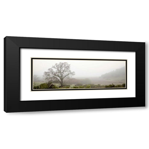 Oak Tree - 55 Black Modern Wood Framed Art Print with Double Matting by Blaustein, Alan