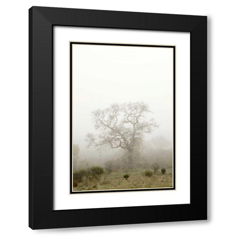 Oak Tree - 63 Black Modern Wood Framed Art Print with Double Matting by Blaustein, Alan