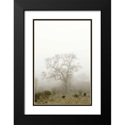 Oak Tree - 63 Black Modern Wood Framed Art Print with Double Matting by Blaustein, Alan