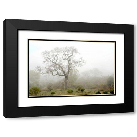 Oak Tree - 62 Black Modern Wood Framed Art Print with Double Matting by Blaustein, Alan