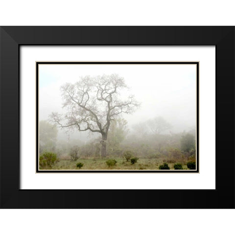 Oak Tree - 62 Black Modern Wood Framed Art Print with Double Matting by Blaustein, Alan