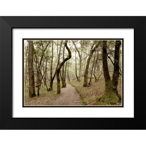 Oak Tree - 47 Black Modern Wood Framed Art Print with Double Matting by Blaustein, Alan
