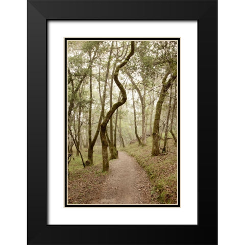 Oak Tree - 48 Black Modern Wood Framed Art Print with Double Matting by Blaustein, Alan