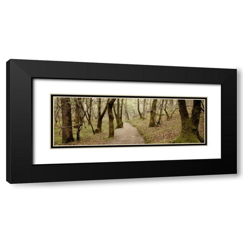 Oak Tree - 46 Black Modern Wood Framed Art Print with Double Matting by Blaustein, Alan