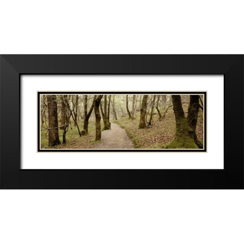Oak Tree - 46 Black Modern Wood Framed Art Print with Double Matting by Blaustein, Alan