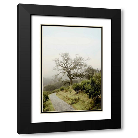 Oak Tree - 45 Black Modern Wood Framed Art Print with Double Matting by Blaustein, Alan