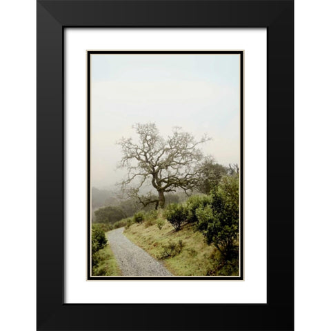 Oak Tree - 45 Black Modern Wood Framed Art Print with Double Matting by Blaustein, Alan