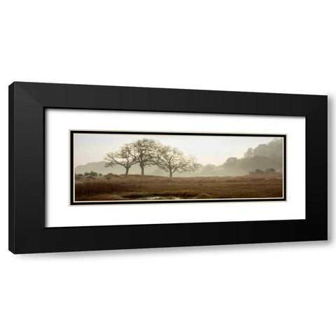 Oak Tree - 64 Black Modern Wood Framed Art Print with Double Matting by Blaustein, Alan