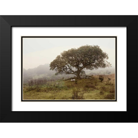 Oak Tree - 54 Black Modern Wood Framed Art Print with Double Matting by Blaustein, Alan