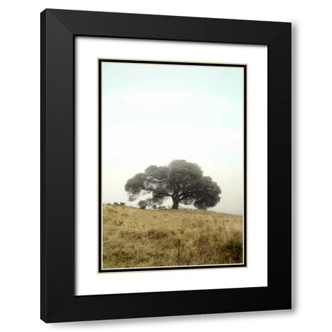 Oak Tree - 52 Black Modern Wood Framed Art Print with Double Matting by Blaustein, Alan