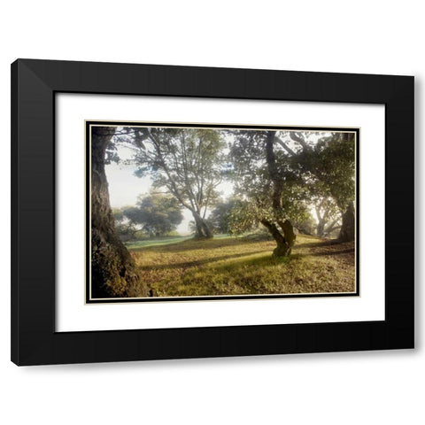 Oak Tree - 70 Black Modern Wood Framed Art Print with Double Matting by Blaustein, Alan