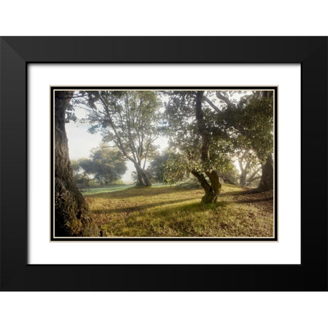 Oak Tree - 70 Black Modern Wood Framed Art Print with Double Matting by Blaustein, Alan