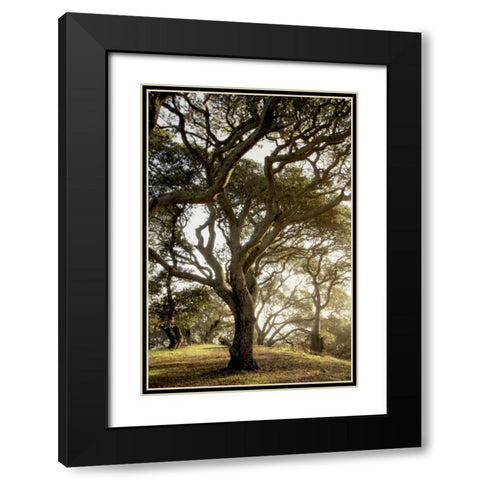 Oak Tree - 69 Black Modern Wood Framed Art Print with Double Matting by Blaustein, Alan