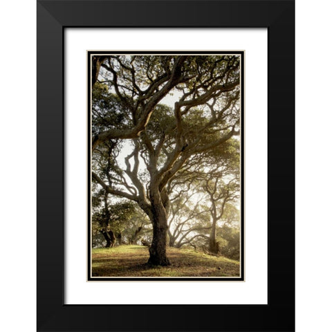 Oak Tree - 69 Black Modern Wood Framed Art Print with Double Matting by Blaustein, Alan