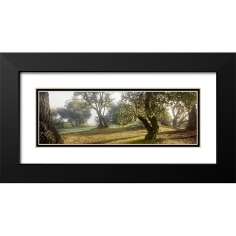 Oak Tree - 71 Black Modern Wood Framed Art Print with Double Matting by Blaustein, Alan