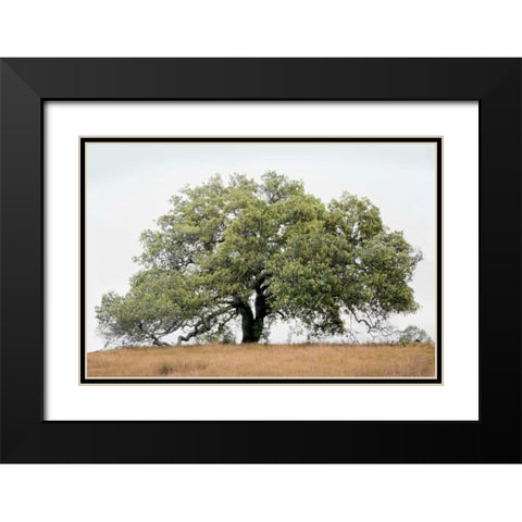 Oak Tree - 72 Black Modern Wood Framed Art Print with Double Matting by Blaustein, Alan
