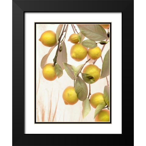 Lemons - 1 Black Modern Wood Framed Art Print with Double Matting by Blaustein, Alan
