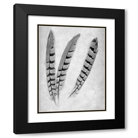 Feathers B-W - 1 Black Modern Wood Framed Art Print with Double Matting by Blaustein, Alan