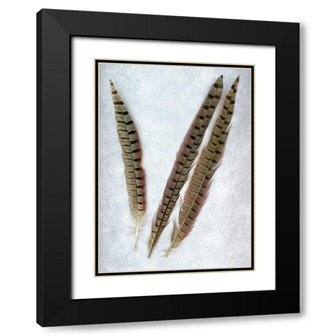 Feathers - 3 Black Modern Wood Framed Art Print with Double Matting by Blaustein, Alan