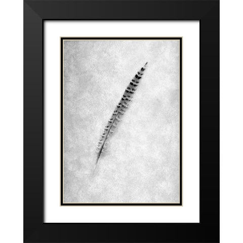 Feathers - 9 Black Modern Wood Framed Art Print with Double Matting by Blaustein, Alan