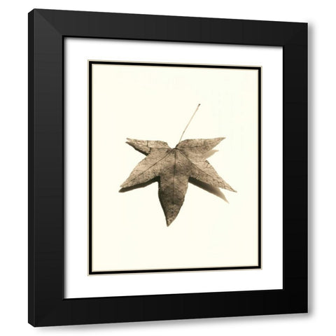 Japanese Maple Black Modern Wood Framed Art Print with Double Matting by Blaustein, Alan