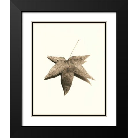 Japanese Maple Black Modern Wood Framed Art Print with Double Matting by Blaustein, Alan