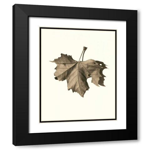 Norway Maple Black Modern Wood Framed Art Print with Double Matting by Blaustein, Alan