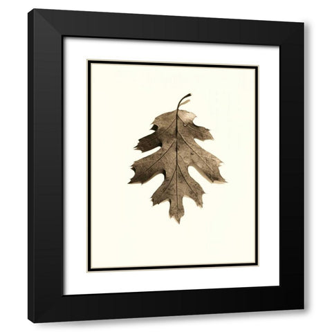 California Red Oak Black Modern Wood Framed Art Print with Double Matting by Blaustein, Alan