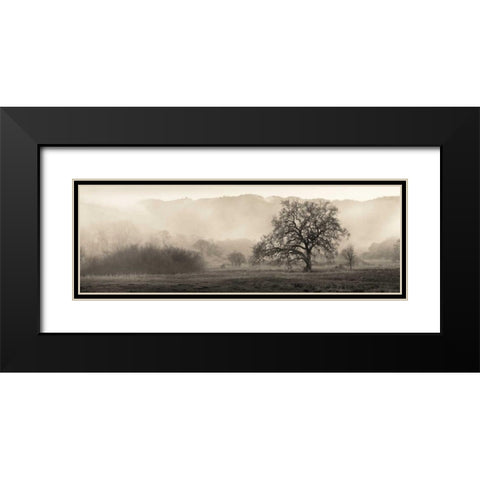 Meadow Oak Tree Black Modern Wood Framed Art Print with Double Matting by Blaustein, Alan