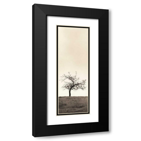 Cherry Blossom Tree Black Modern Wood Framed Art Print with Double Matting by Blaustein, Alan