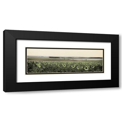 Andalusian Sun Flowers Black Modern Wood Framed Art Print with Double Matting by Blaustein, Alan