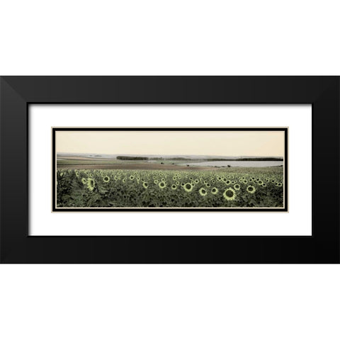 Andalusian Sun Flowers Black Modern Wood Framed Art Print with Double Matting by Blaustein, Alan
