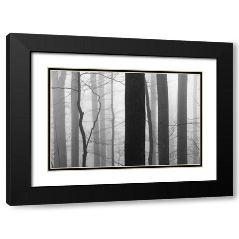Forest Code Black Modern Wood Framed Art Print with Double Matting by Bell, Nicholas