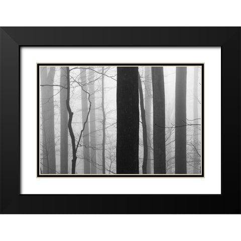 Forest Code Black Modern Wood Framed Art Print with Double Matting by Bell, Nicholas