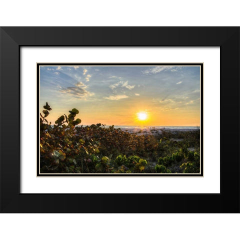 Sea Grapes at Sunset Black Modern Wood Framed Art Print with Double Matting by Burdick, Chuck