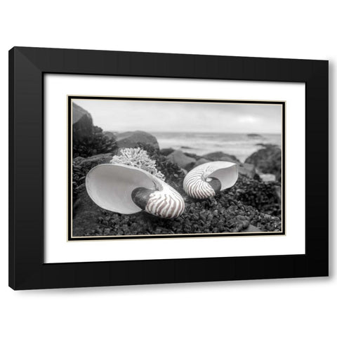 Crescent Beach Shells 2 Black Modern Wood Framed Art Print with Double Matting by Blaustein, Alan
