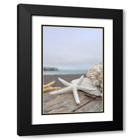 Crescent Beach Shells 14 Black Modern Wood Framed Art Print with Double Matting by Blaustein, Alan